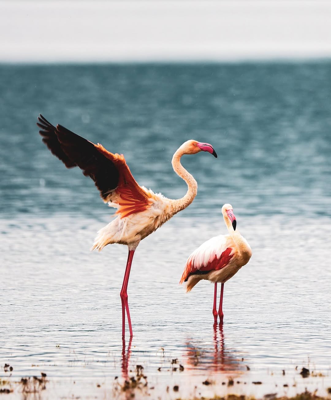 Ngorongoro Bird Watching